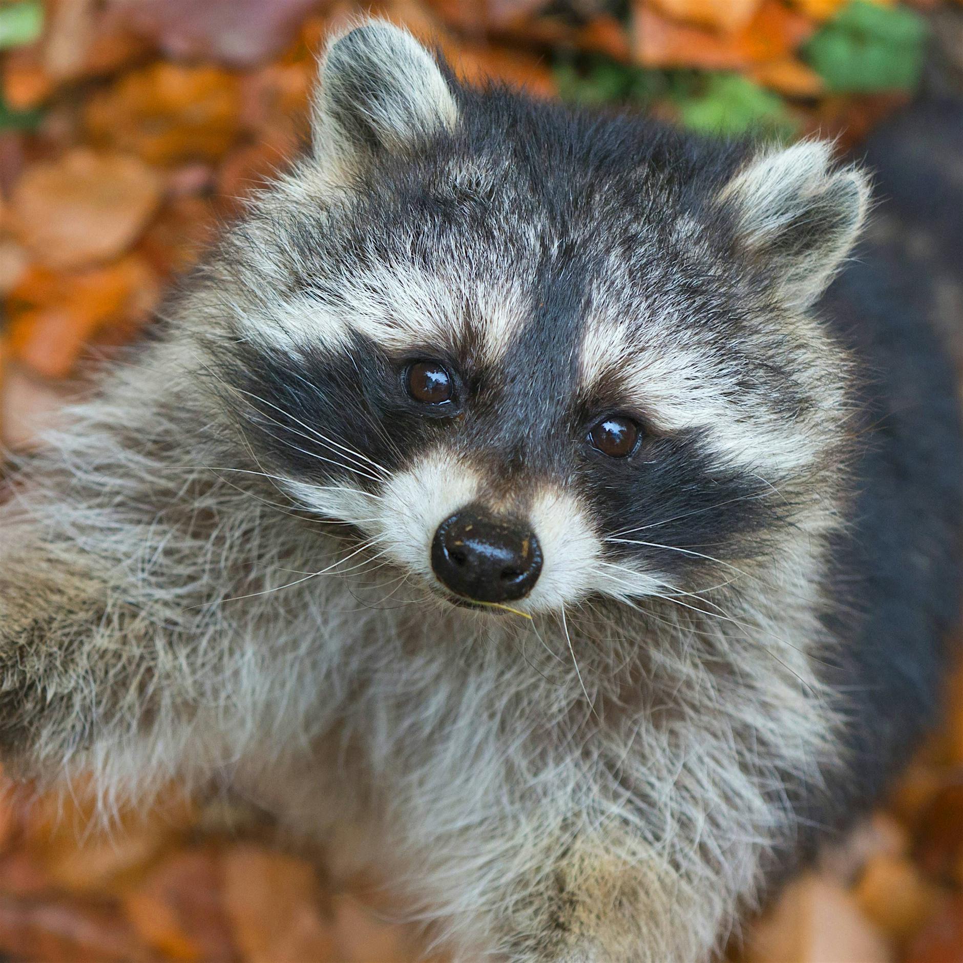 Jagdverband: So viele Waschbären erlegt wie noch nie