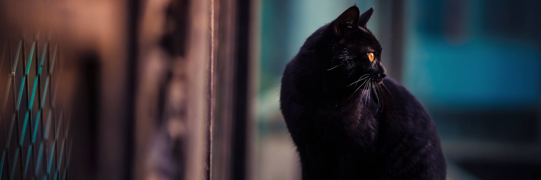 Katzen leben in Großstädten gefährlich.