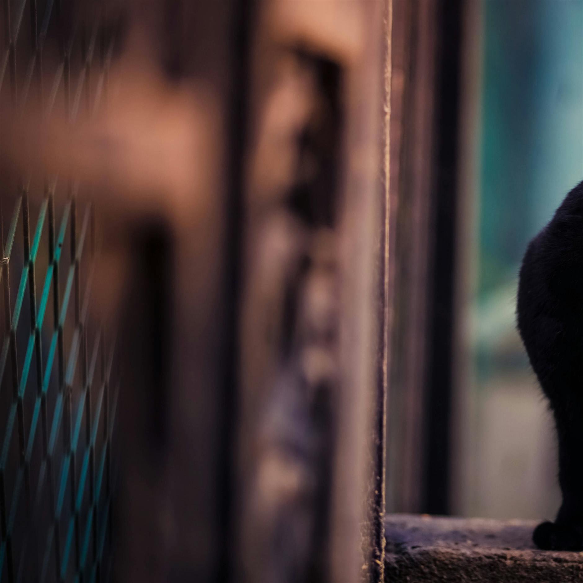 Urteil: Mieter dürfen Katzennetz an Balkon anbringen