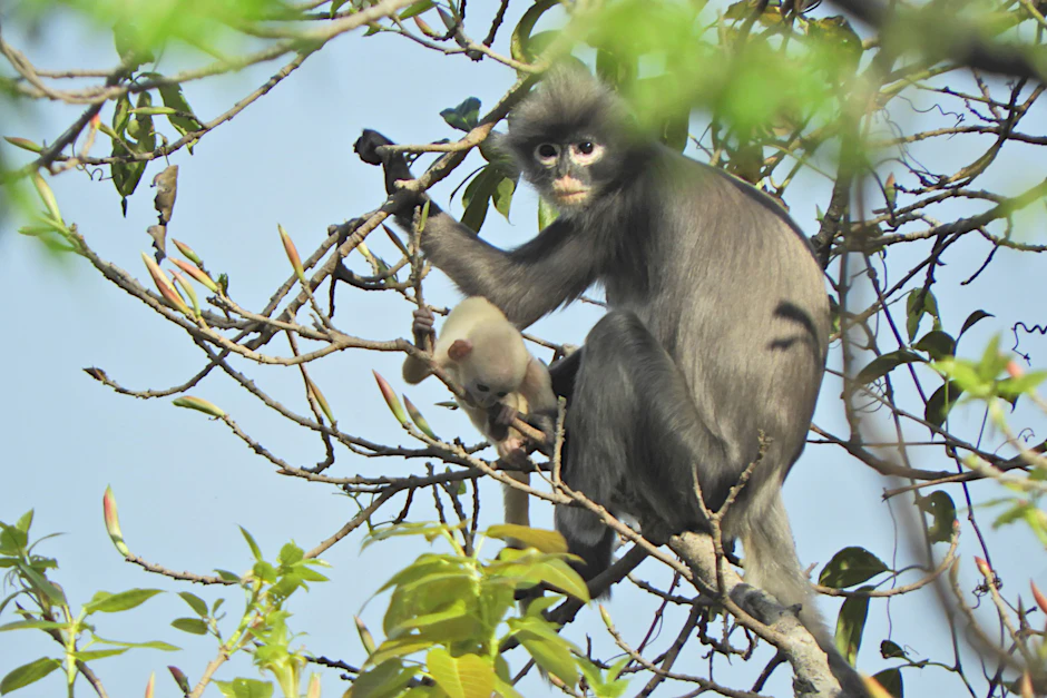 Ein Popa-Langur (Trachypithecus popa) mit Nachwuchs in Myanmar.