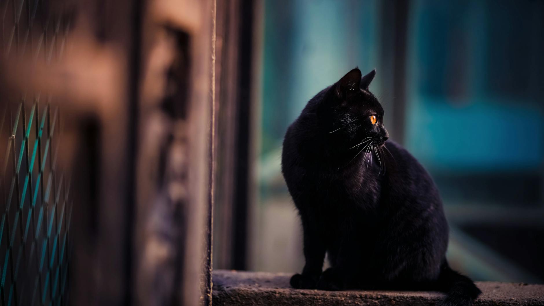 Katzen leben in Großstädten gefährlich.