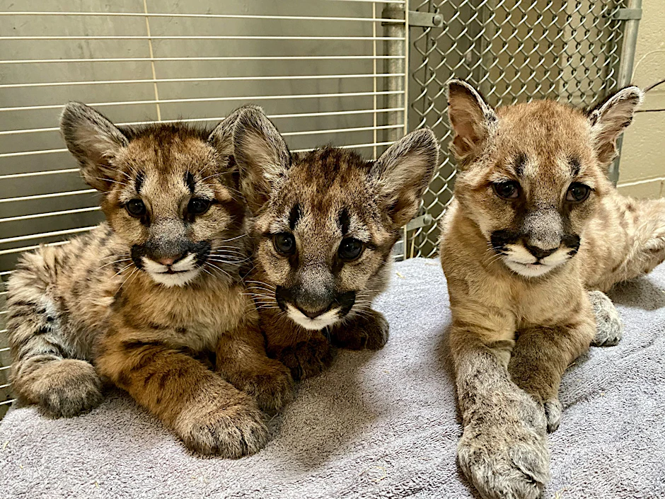 Das männliche verwaiste Puma-Baby „Captain Cal“ (M.) zwischen zwei verwaisten Puma-Schwestern.