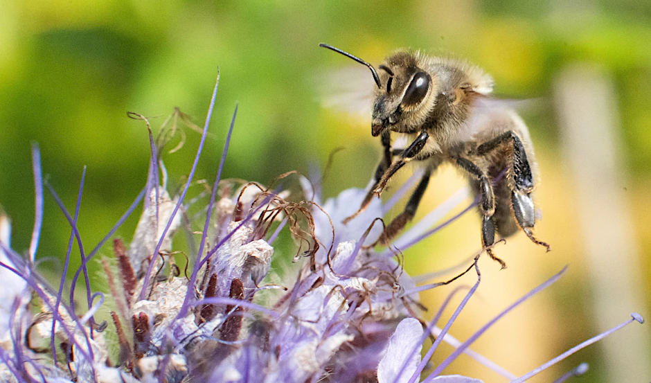 Eine Biene fliegt auf eine Blüte zu.