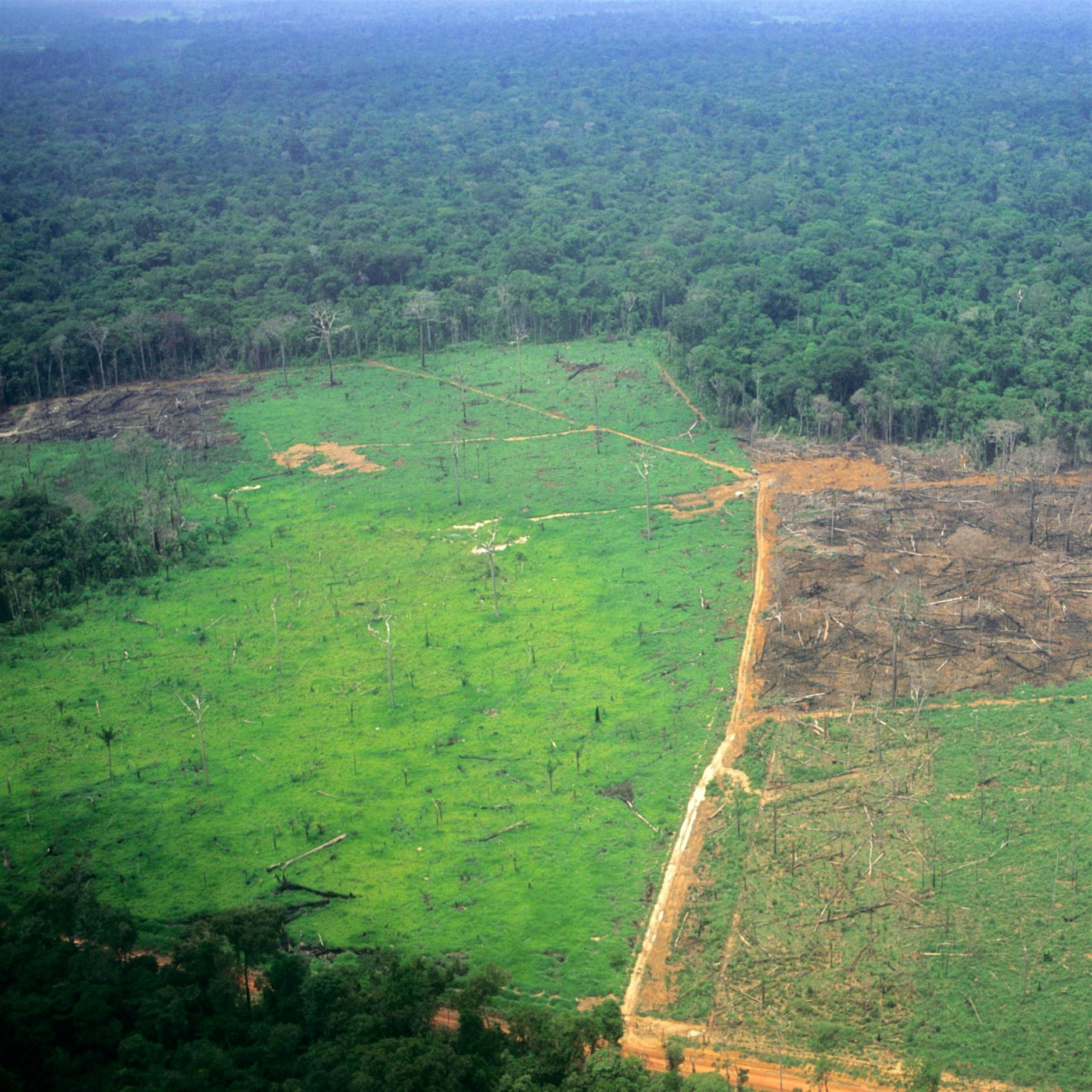 Umweltzerstörung und Artensterben: Stehen wir vor einer Ära der Pandemien?