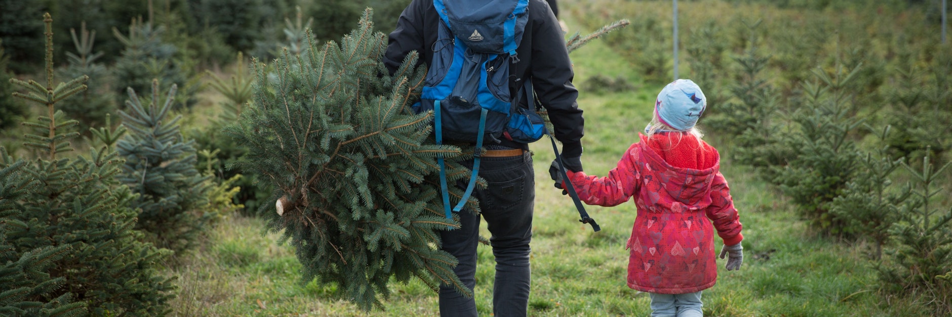 Kauft man seinen Weihnachtsbaum direkt beim Erzeuger, kann man den Baum unter Umständen sogar selbst schlagen. Das ist ein Ereignis für die ganze Familie.