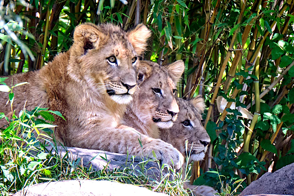 Jetzt herrschen sie als König der Tiere im Berliner Zoo: die Löwen Mateo, Hanna und Elsa (v. li.).