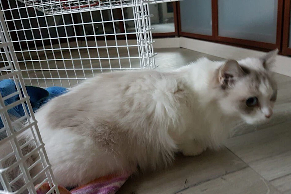 In einer verwahrlosten Kölner Wohnung wurde eine Katze gefunden. Sie soll dort vier Monate lang ganz alleine überlebt haben.&nbsp;