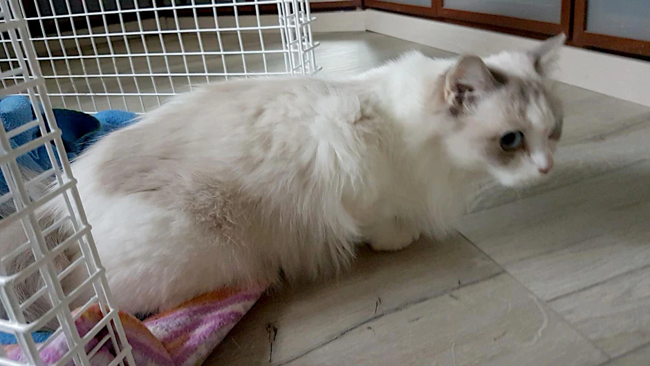 Diese Katze hat vier Monate alleine in einer verwahrlosten Wohnung in Köln überlebt.&nbsp;