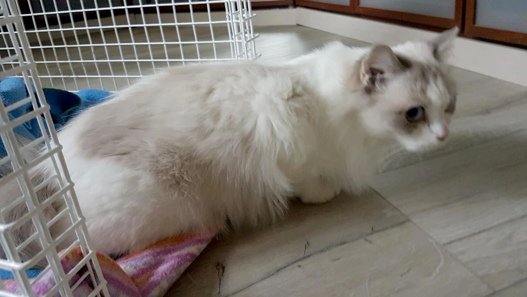 Mieter spurlos verschwunden: Katze überlebt vier Monate in Wohnung