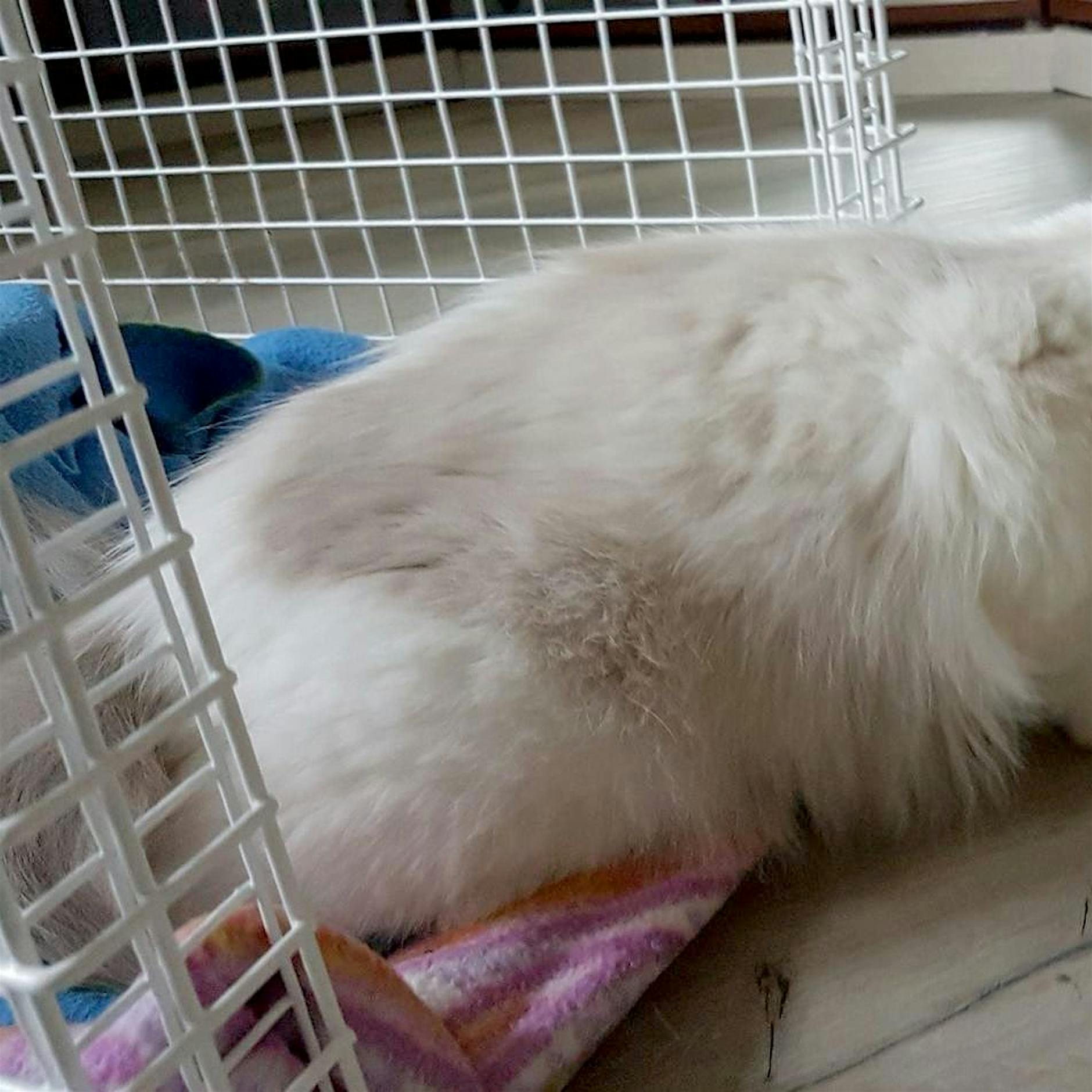 Mieter spurlos verschwunden: Katze überlebt vier Monate in Wohnung