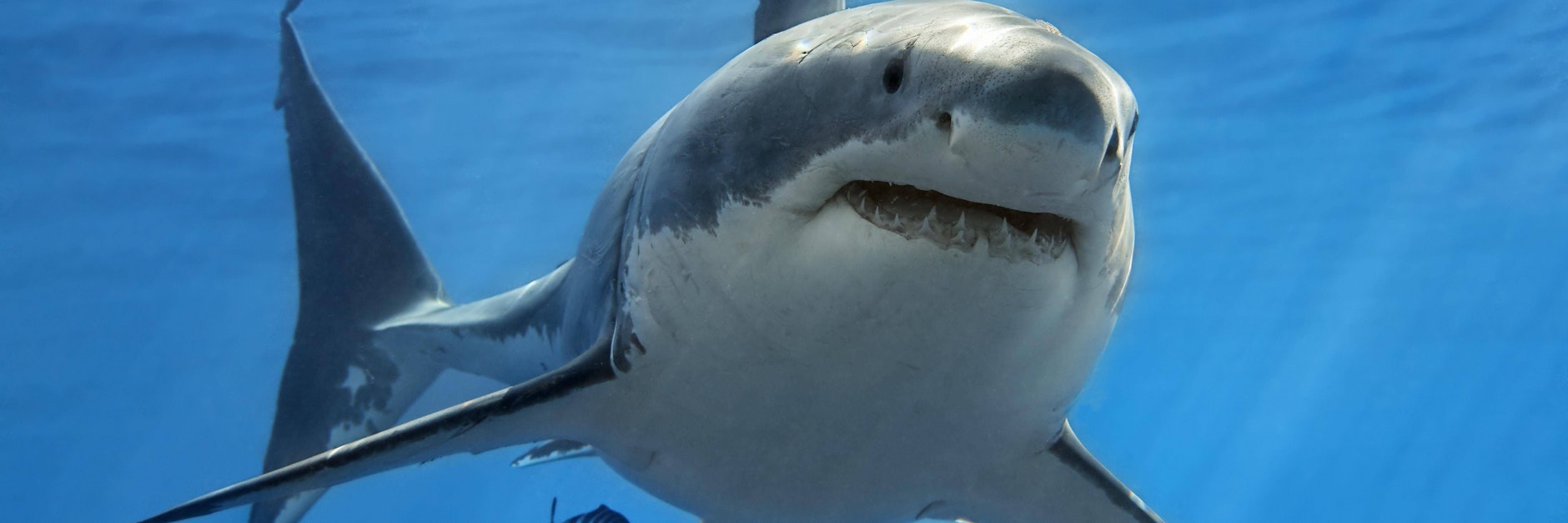 Der schwimmende Tod: ein Hai.&nbsp;