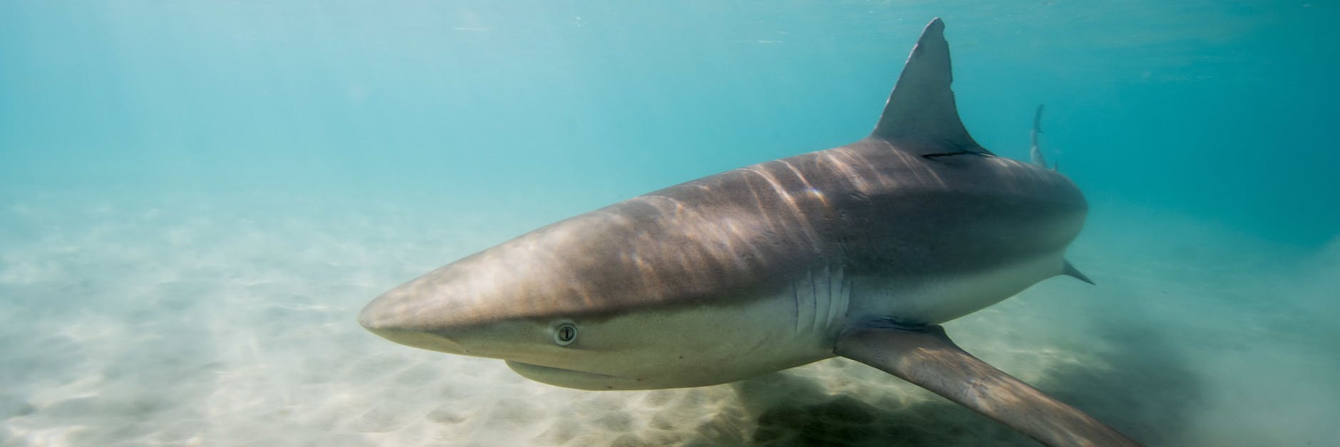 Gefährlicher Meeresbewohner: ein Hai. 