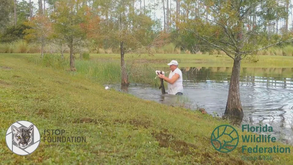 Florida: Mann rettet Welpen aus Maul eines Alligators