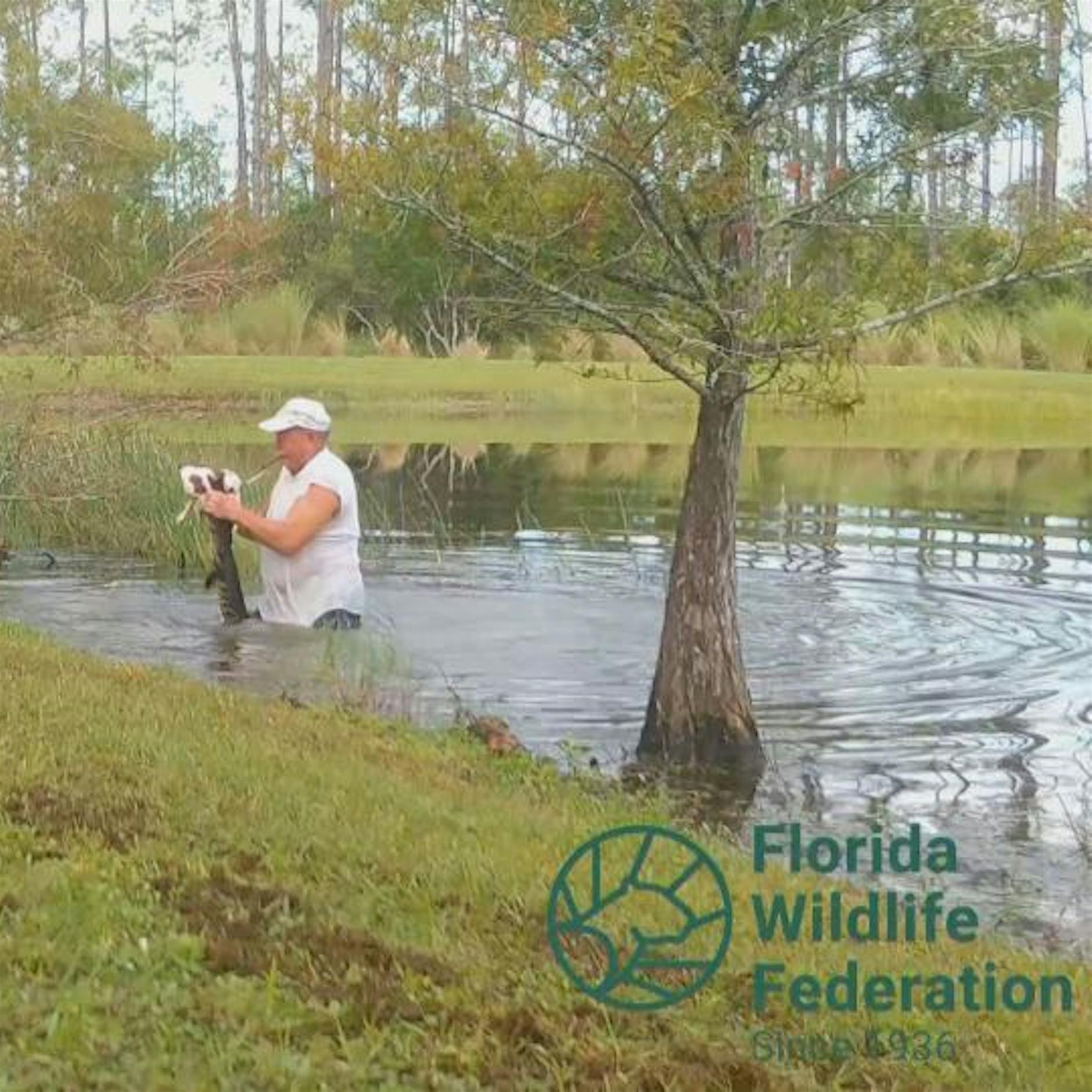 Florida: Mann rettet Welpen aus Maul eines Alligators