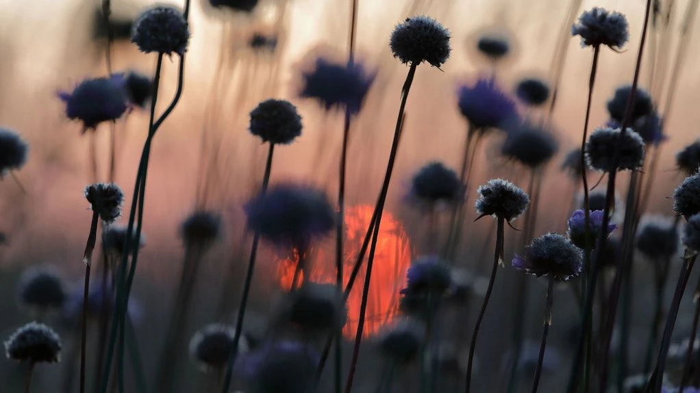 Sonnenaufgang in der Nähe der „Gärten der Welt“.