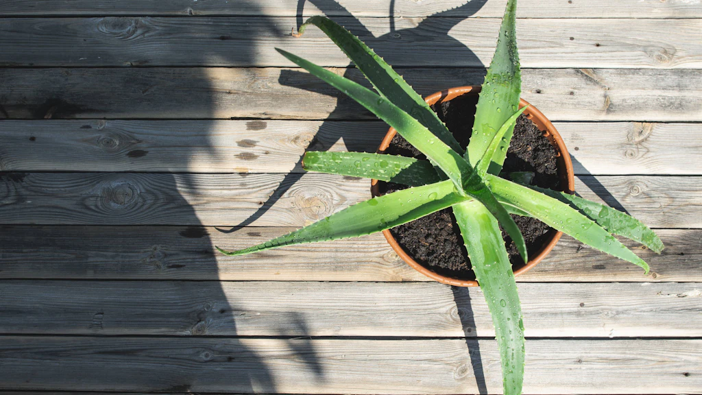 Pflegeleichte Heilpflanze: Aloe vera selber anbauen und ernten  so geht's