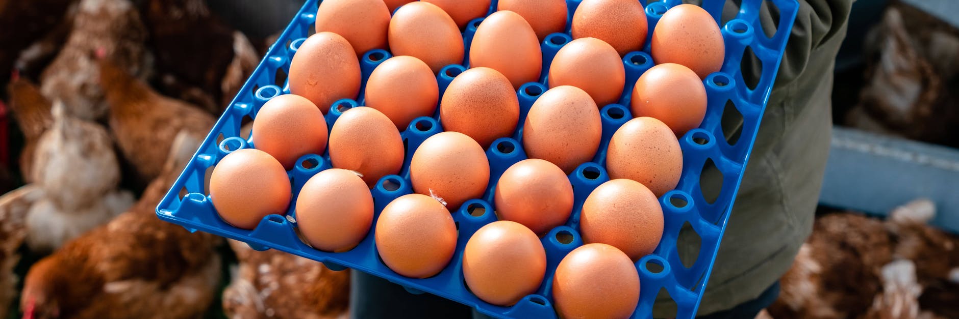 Kükentöten: Foodwatch wirft Aldi Verbrauchertäuschung vor.