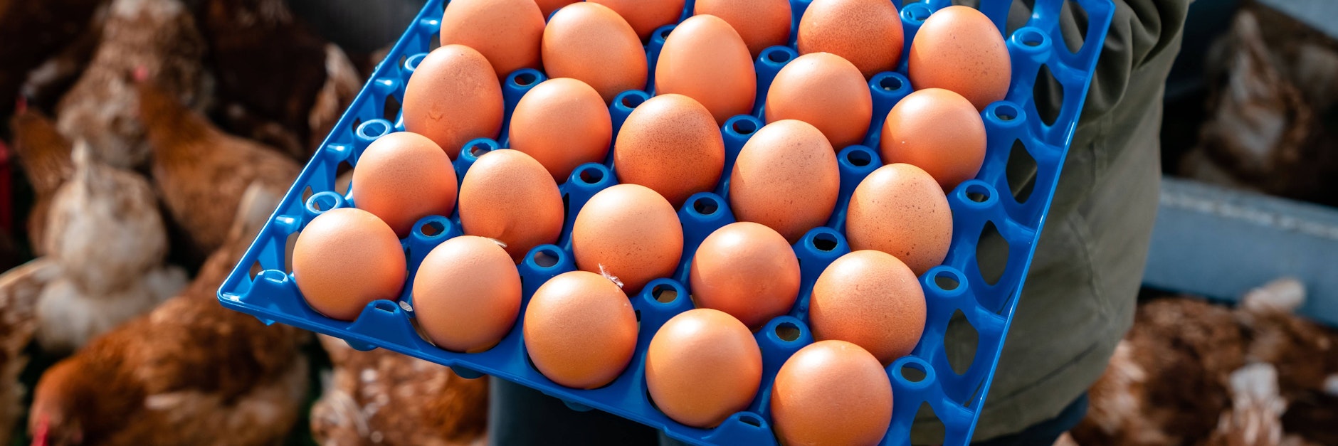 Kükentöten: Foodwatch wirft Aldi Verbrauchertäuschung vor.