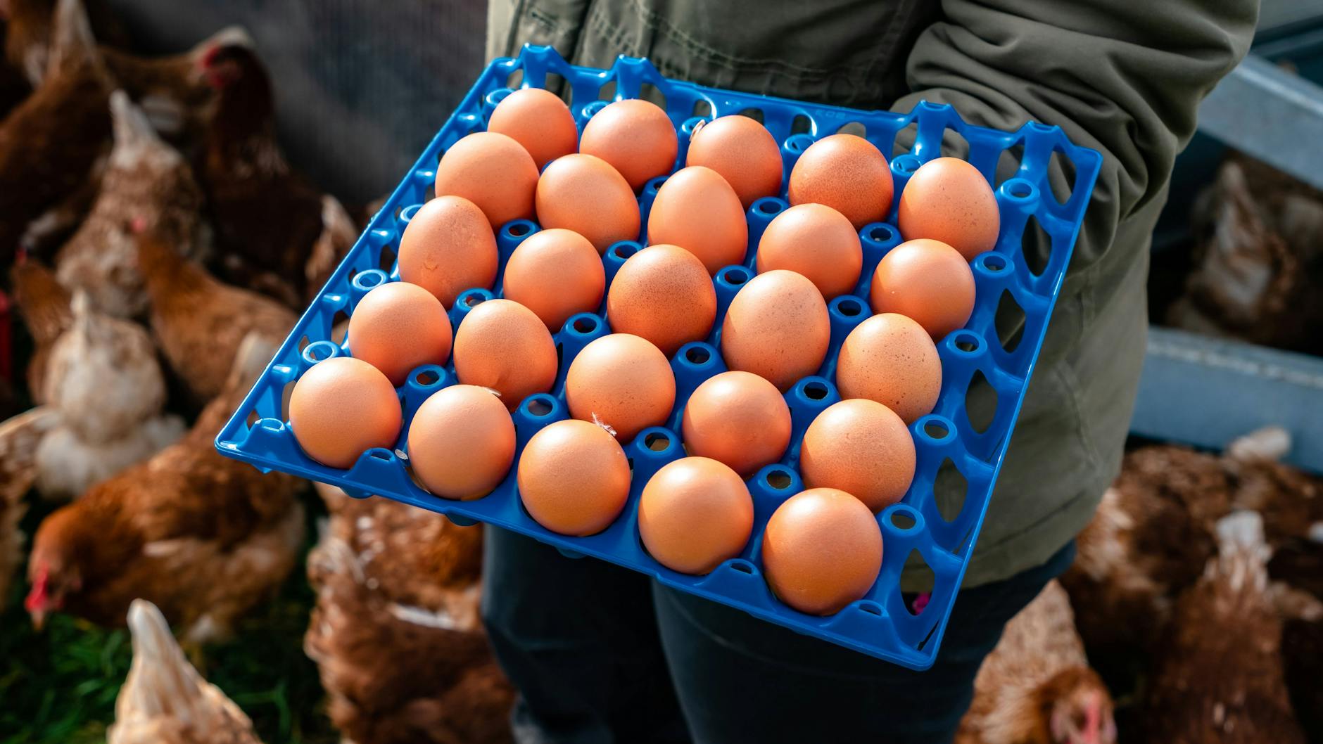 Kükentöten: Foodwatch wirft Aldi Verbrauchertäuschung vor.