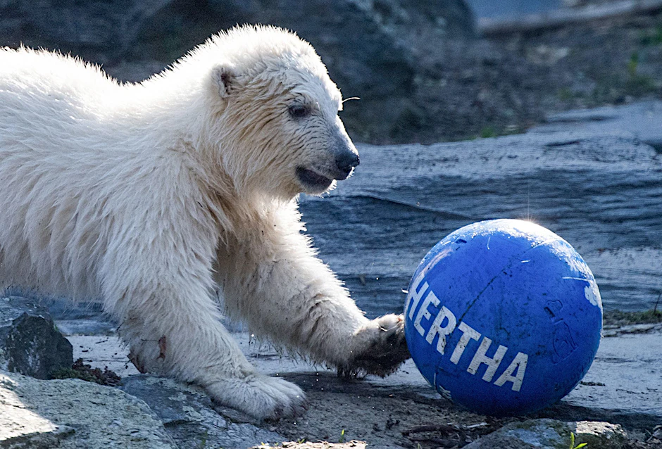 Eisbärin Hertha (Archivbild)