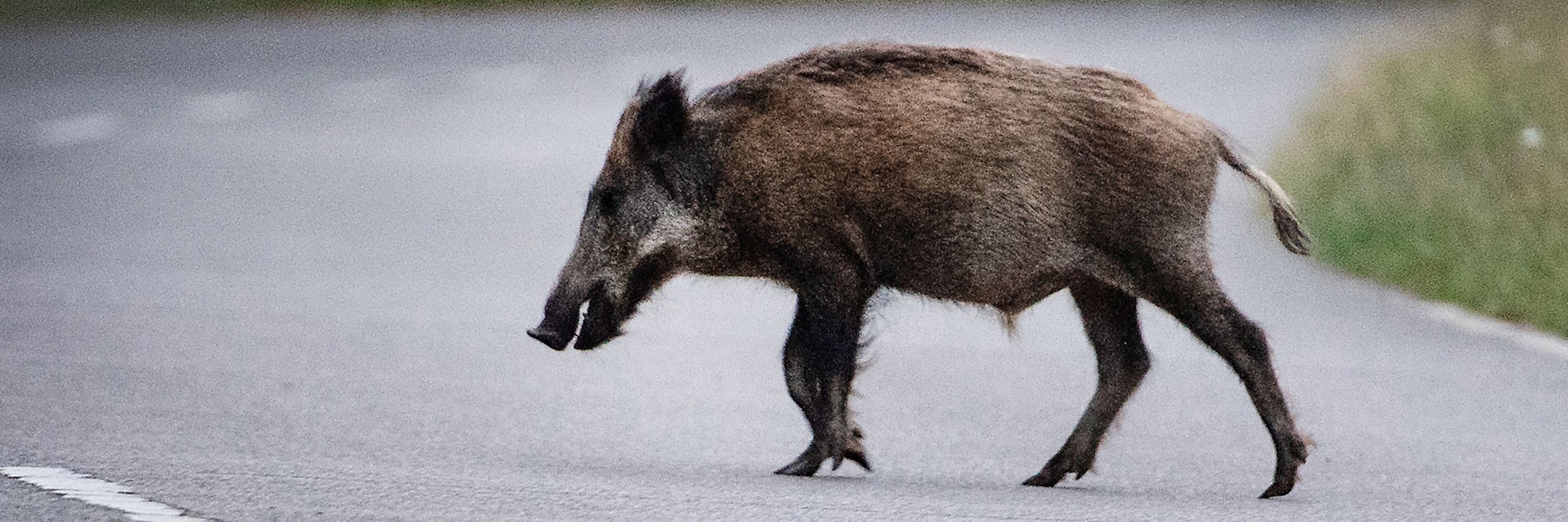 Ein Wildschwein läuft über eine Straße.