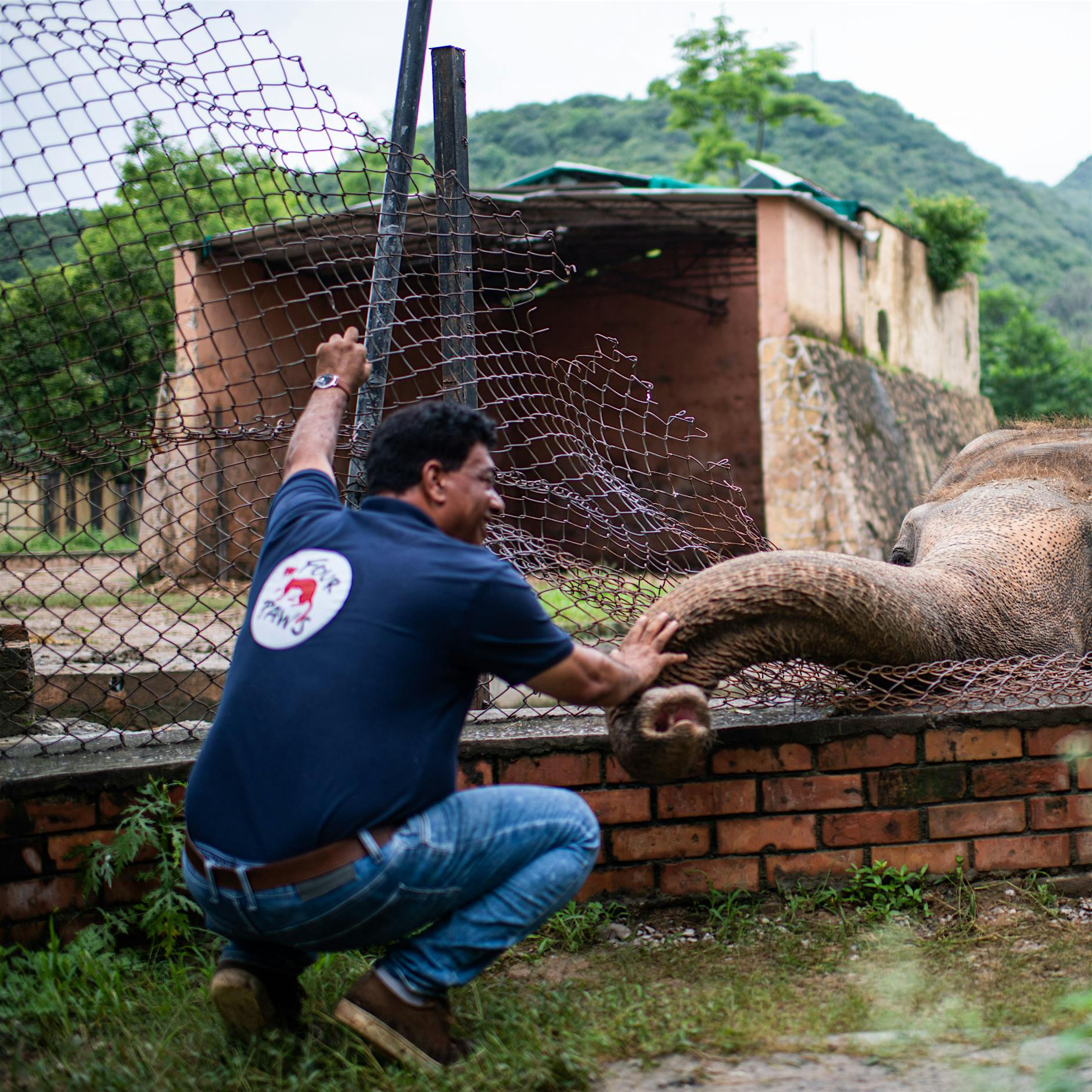 Der „einsamste Elefant der Welt“ bekommt eine Familie