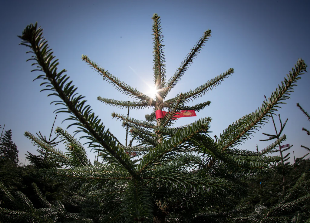 Weihnachtsbaumdieb gefasst – Haftbefehl lag vor