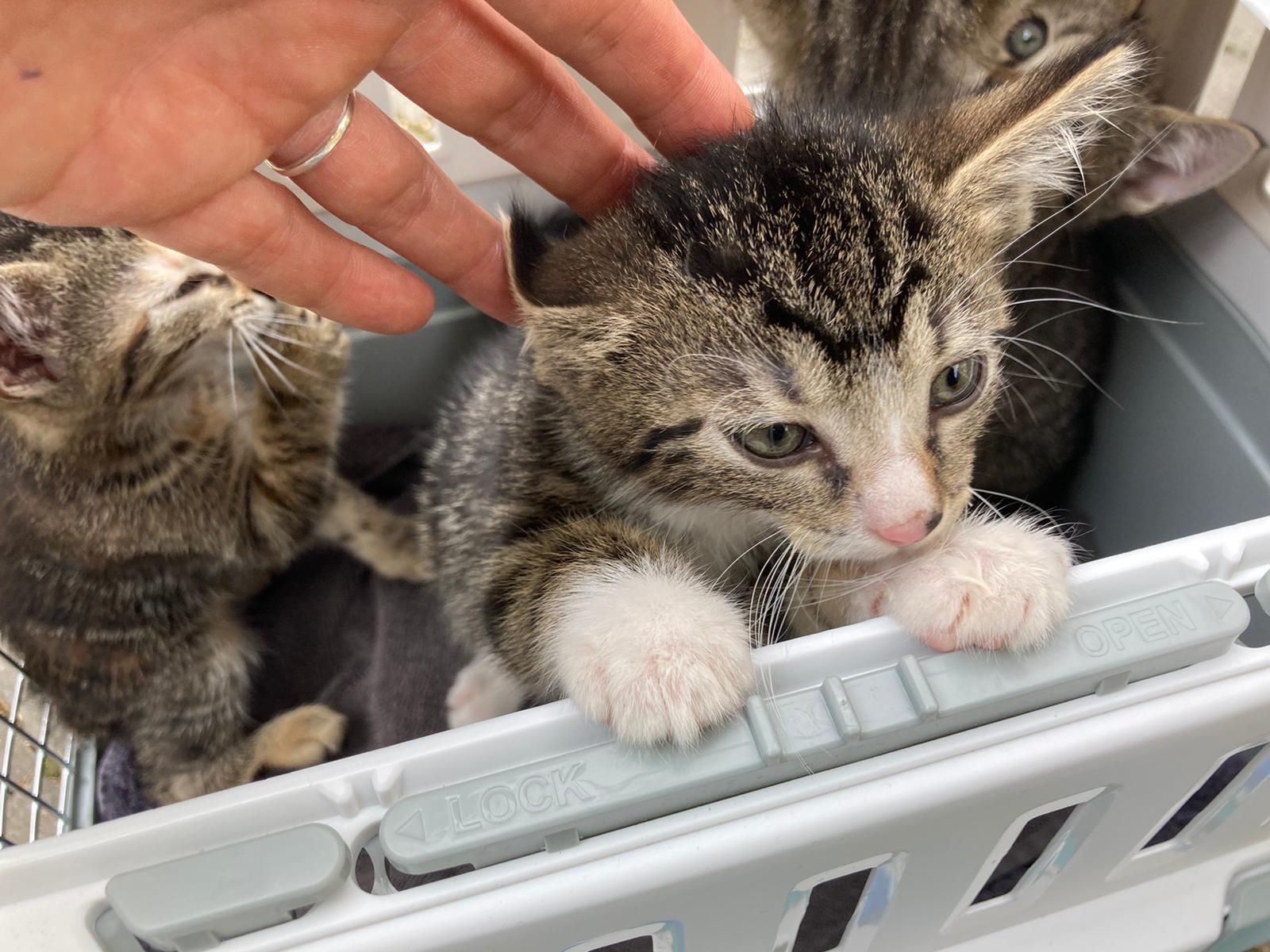 Pankow: Kleine Katzen Zum 1. Advent Ausgesetzt