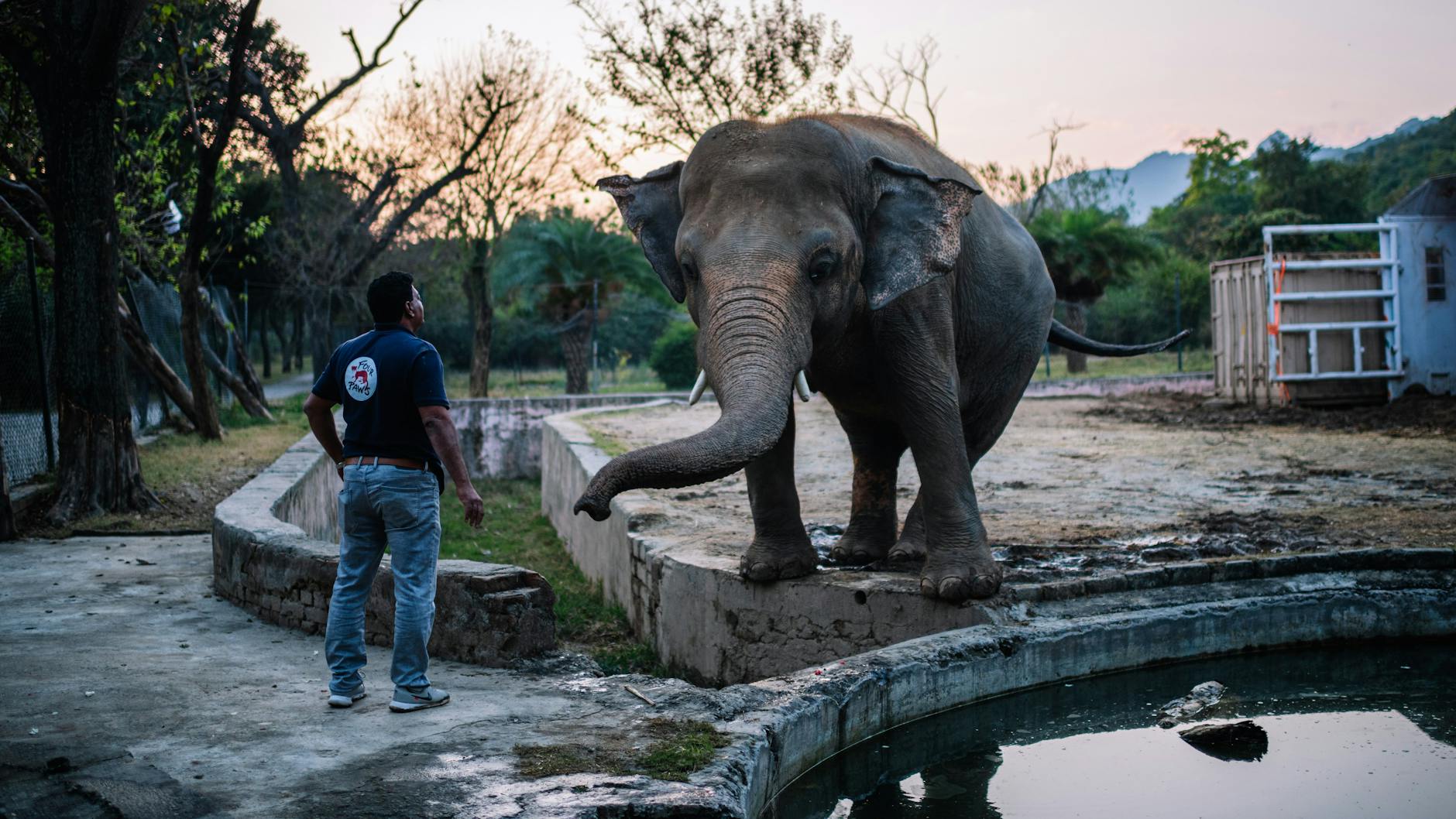 Seit dem Tod seiner Gefährtin vor acht Jahren war Kavaan allein, seine Lebensbedingungen im Zoo von Islamabad waren miserabel.