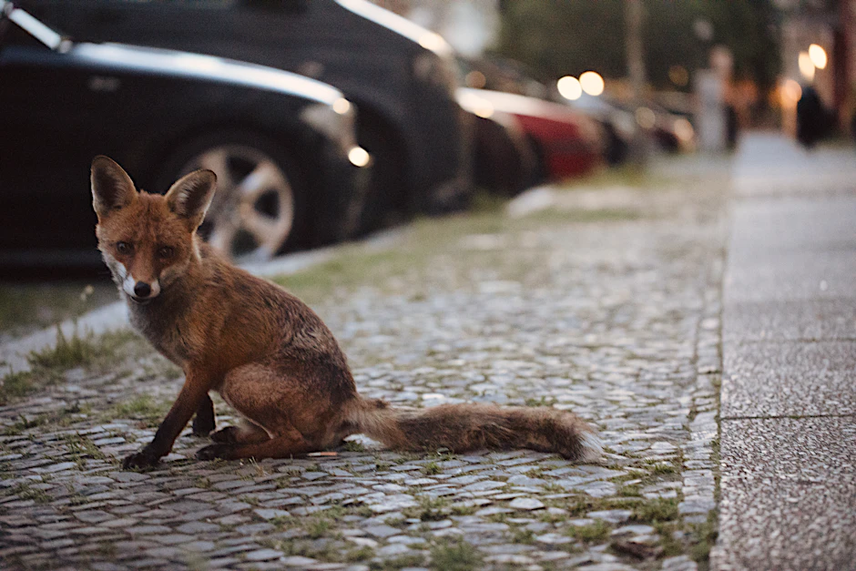 In der Kreuzberger Bergmannstraße wird dieser Fuchs häufig von Anwohnern beobachtet und fotografiert.