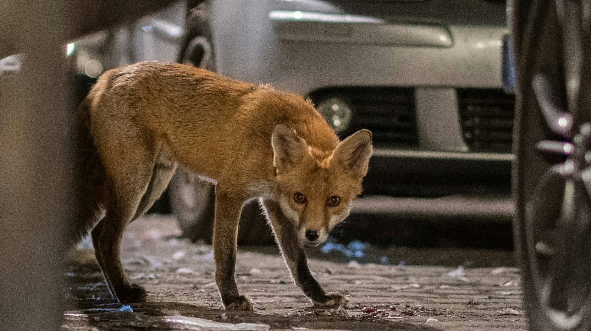 Immer auf der Suche nach Essbarem: Dieser Fuchs durchkämmt den Gleimtunnel in Prenzlauer Berg nach fressbaren Abfällen. 