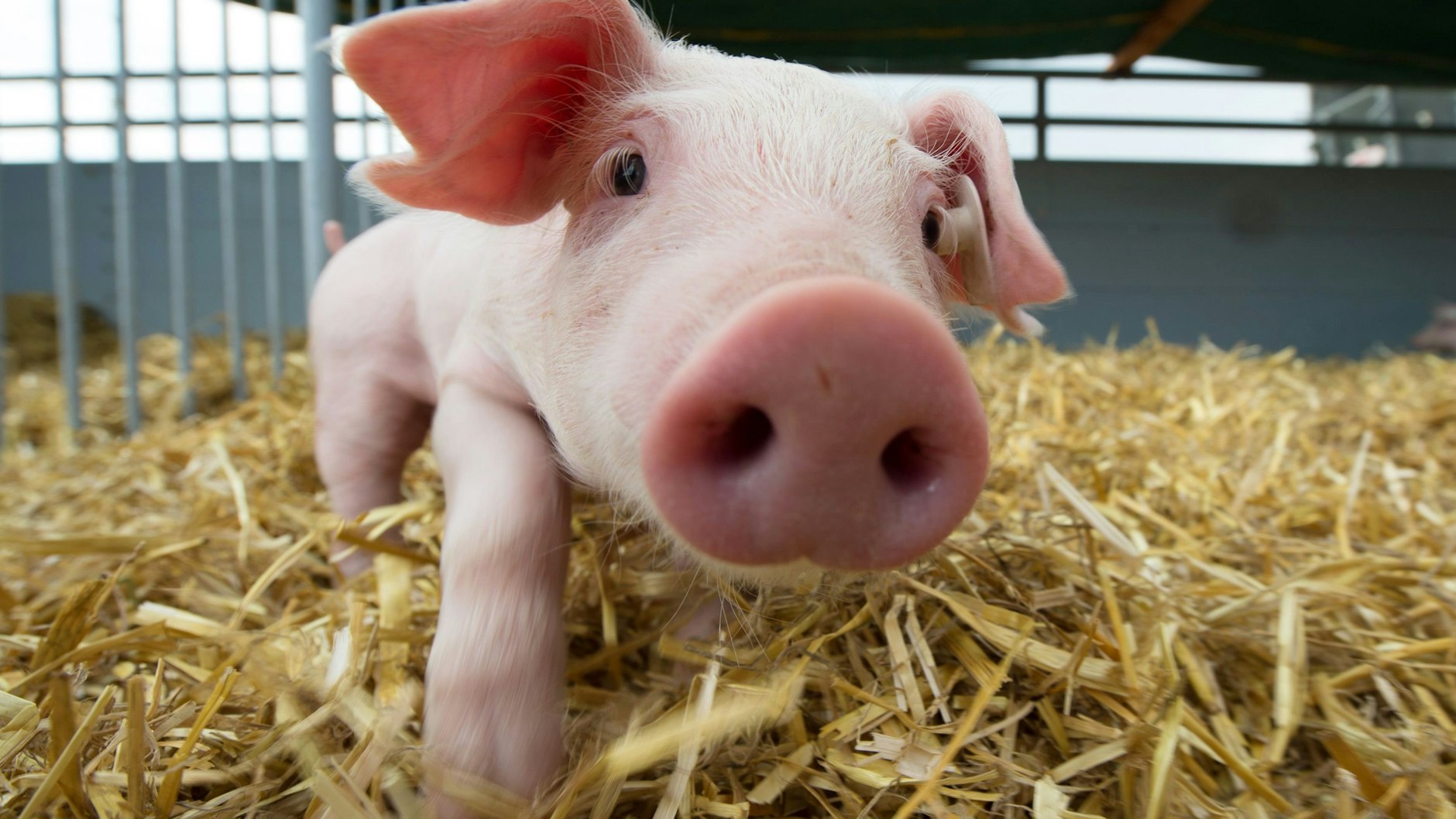 Betäubungslose Ferkelkastration soll abgeschafft werden. 