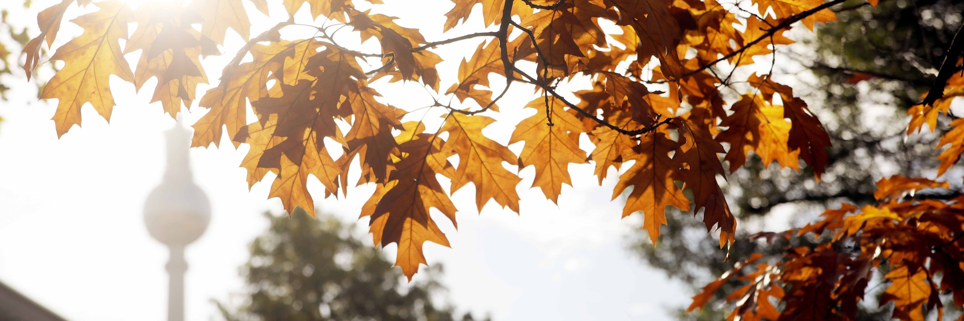 Der Berliner Fernsehturm in der Herbstsonne.