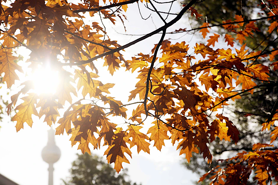 Der Berliner Fernsehturm in der Herbstsonne.