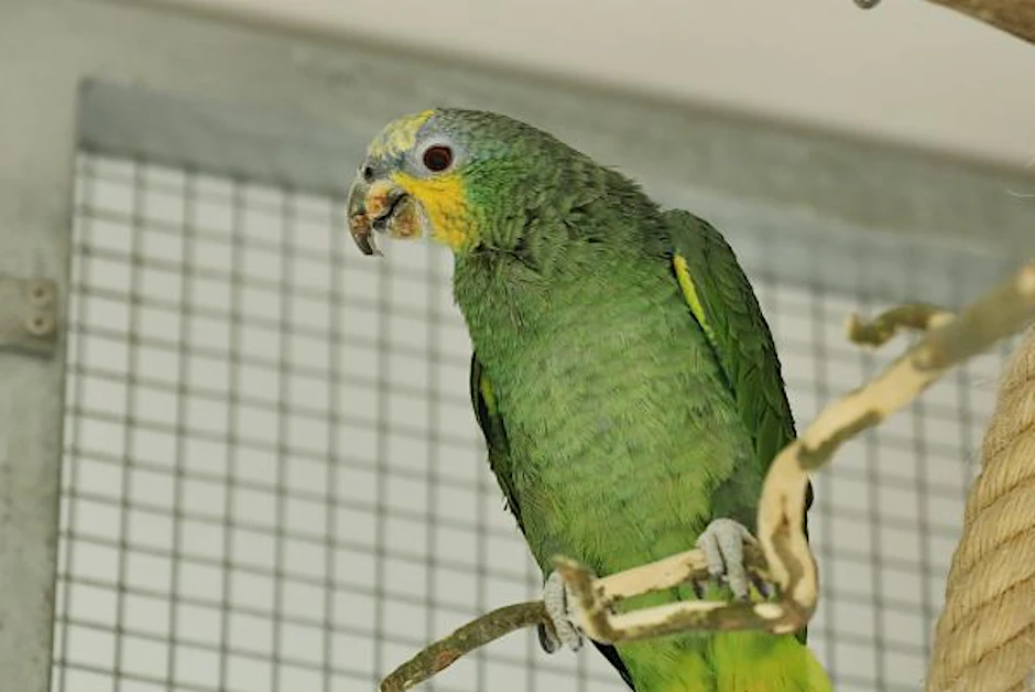 Solch ein Papagei hat in Australien seinem Besitzer das Leben gerettet.