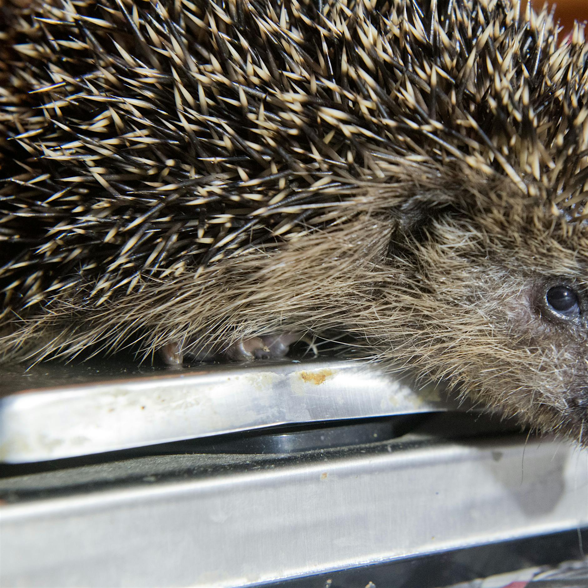 Der Herbst in Berlin kann für Igel lebensgefährlich sein