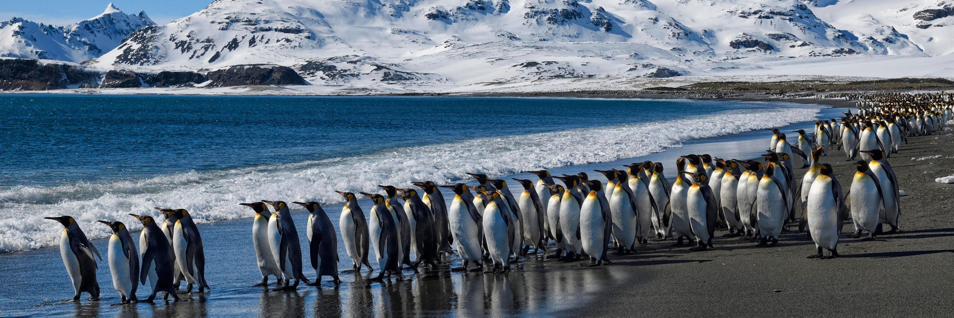 Königspinguine auf der Insel Südgeorgien.