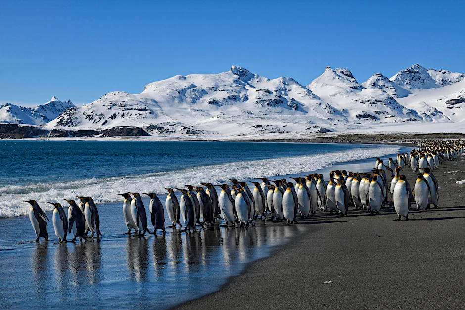 Königspinguine auf der Insel Südgeorgien.