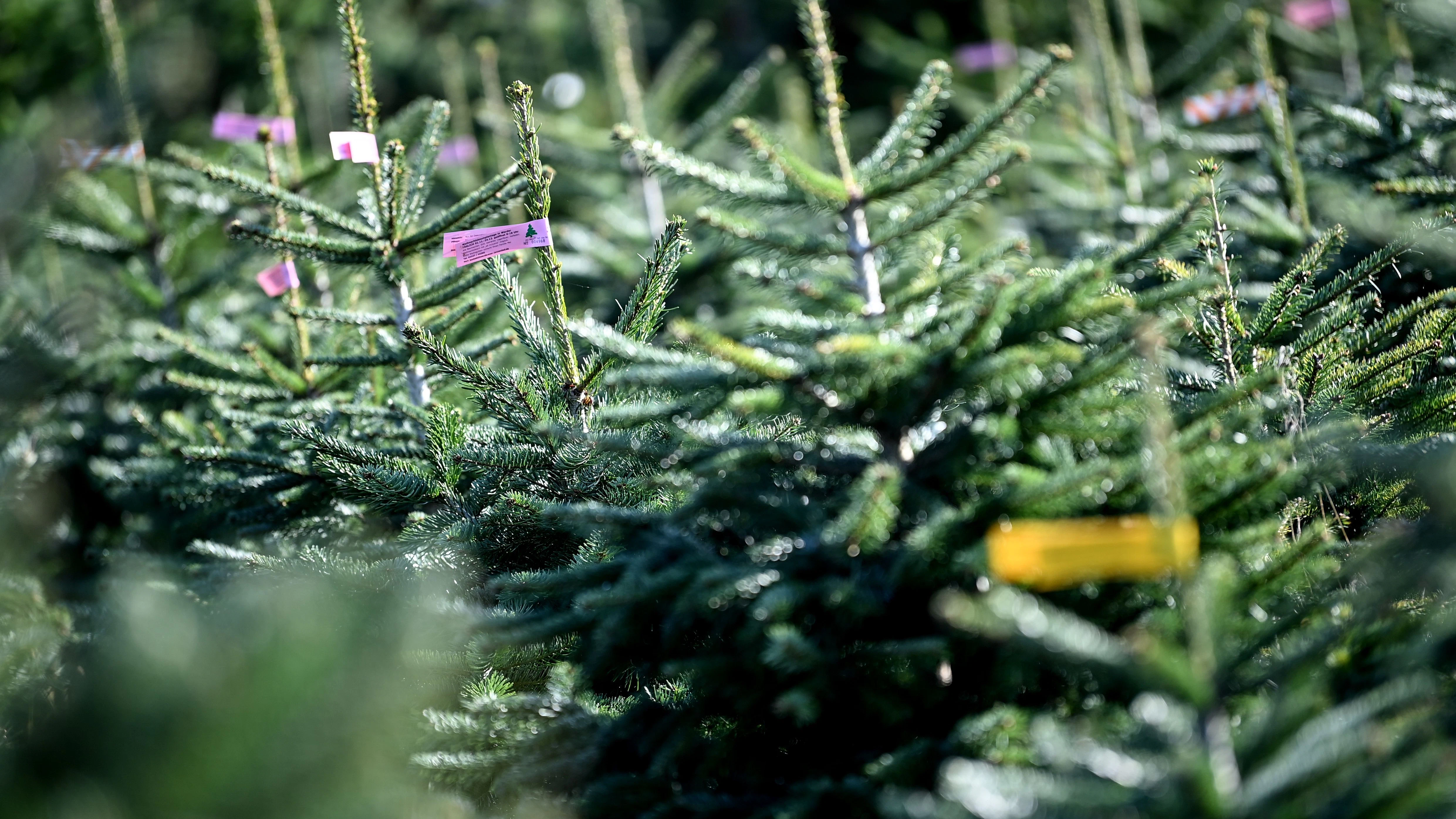 Nordmanntannen sind auf der Weihnachtsbaum Plantage des Werderaner Tannenhofs mit Preiskategorien ausgeschildert.&nbsp;