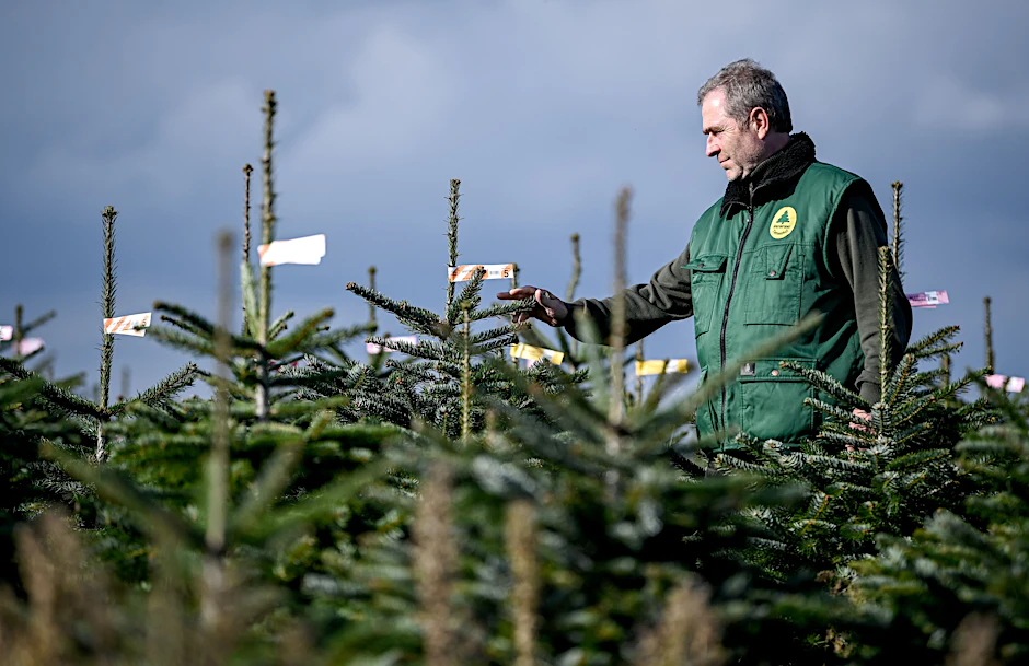 Gerald Mai, Geschäftsführer des Werderaner Tannenhofs, geht durch seine Weihnachtsbaum- Plantage und kontrolliert das Wachstum der Nordmanntannen.