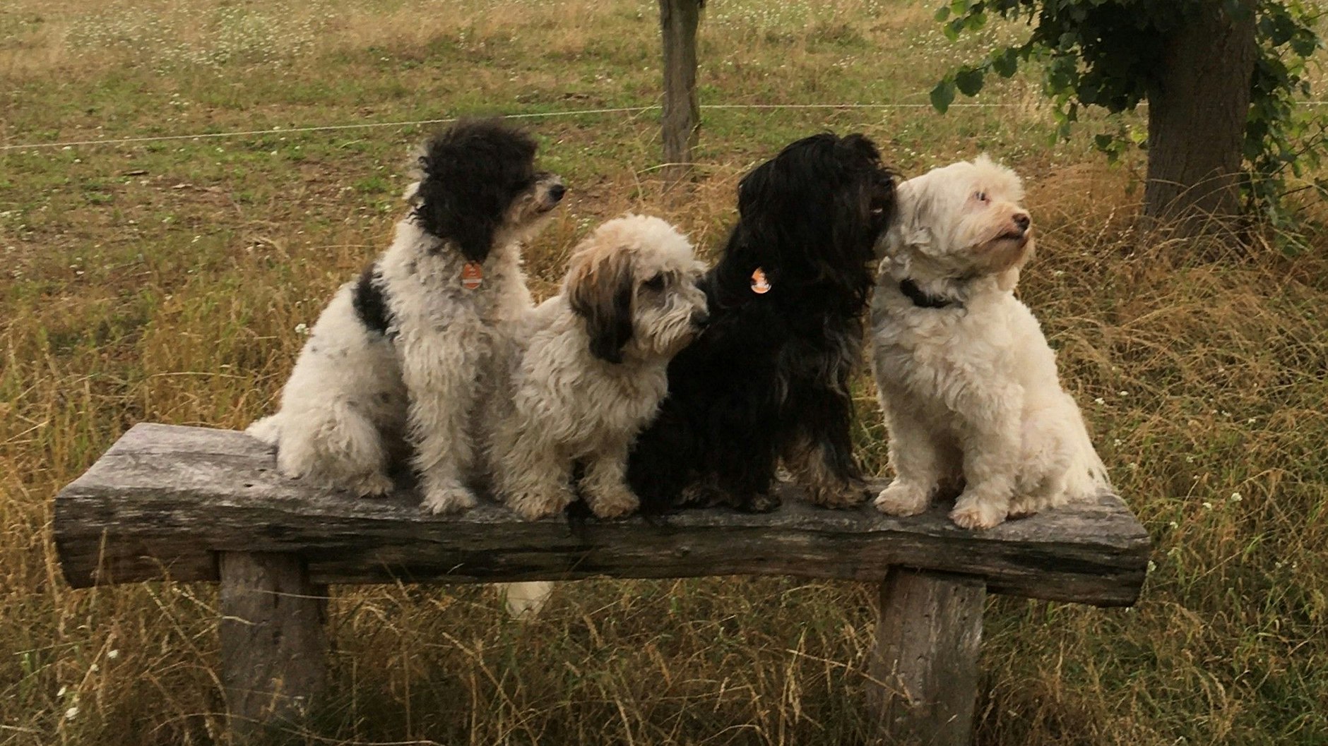 Hunde in Erwartung streichelnder Hände.