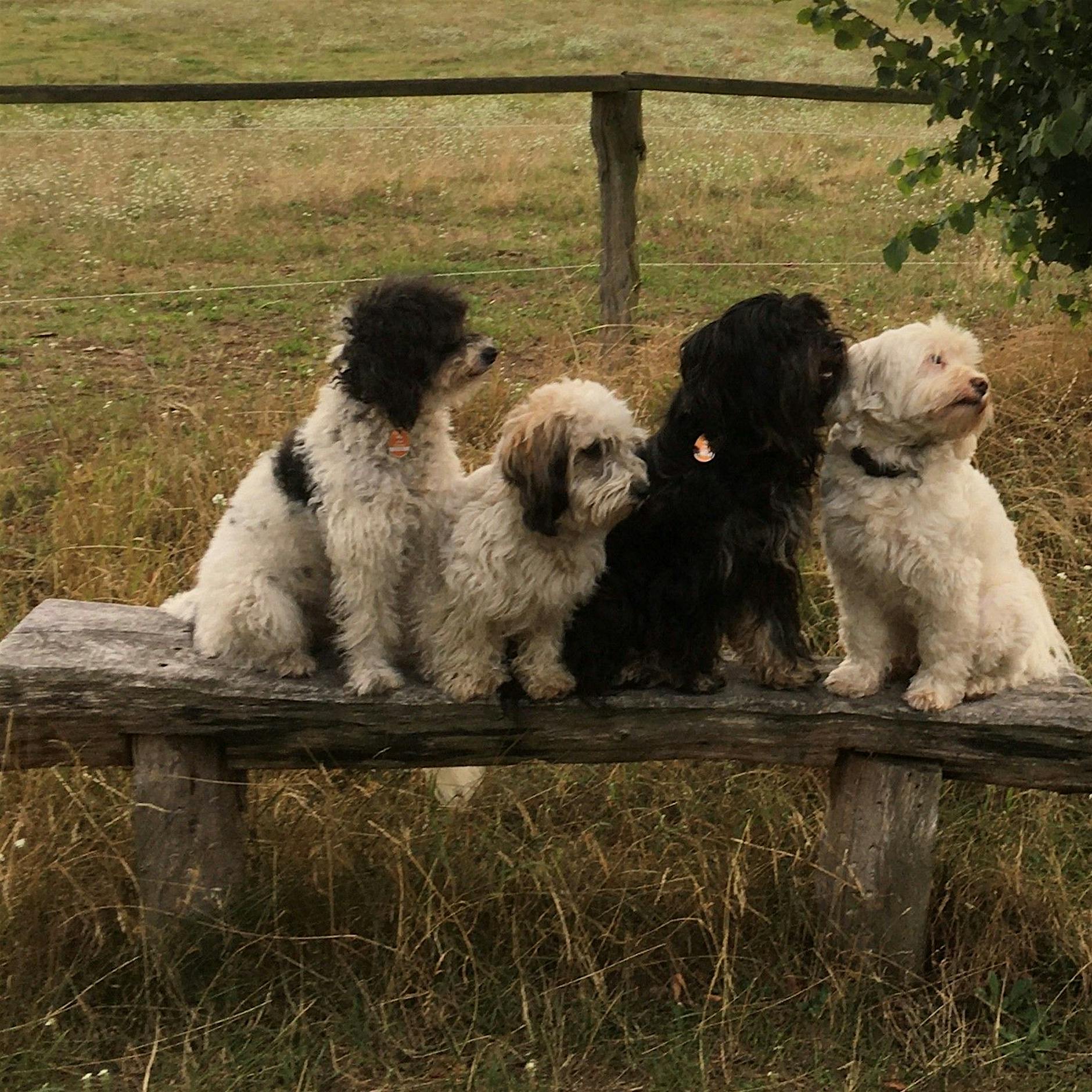 Hundeleben: Streichler und Grabscher