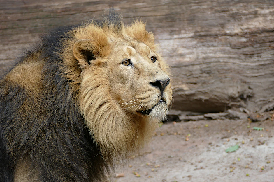 Das Löwenmännchen Subali im Nürnberger Zoo.