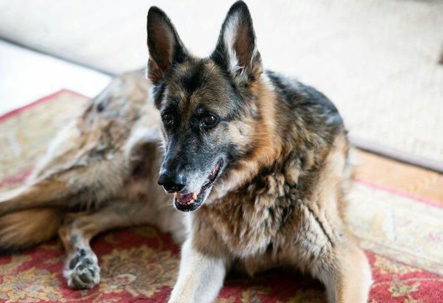 Schäferhund "Champ"