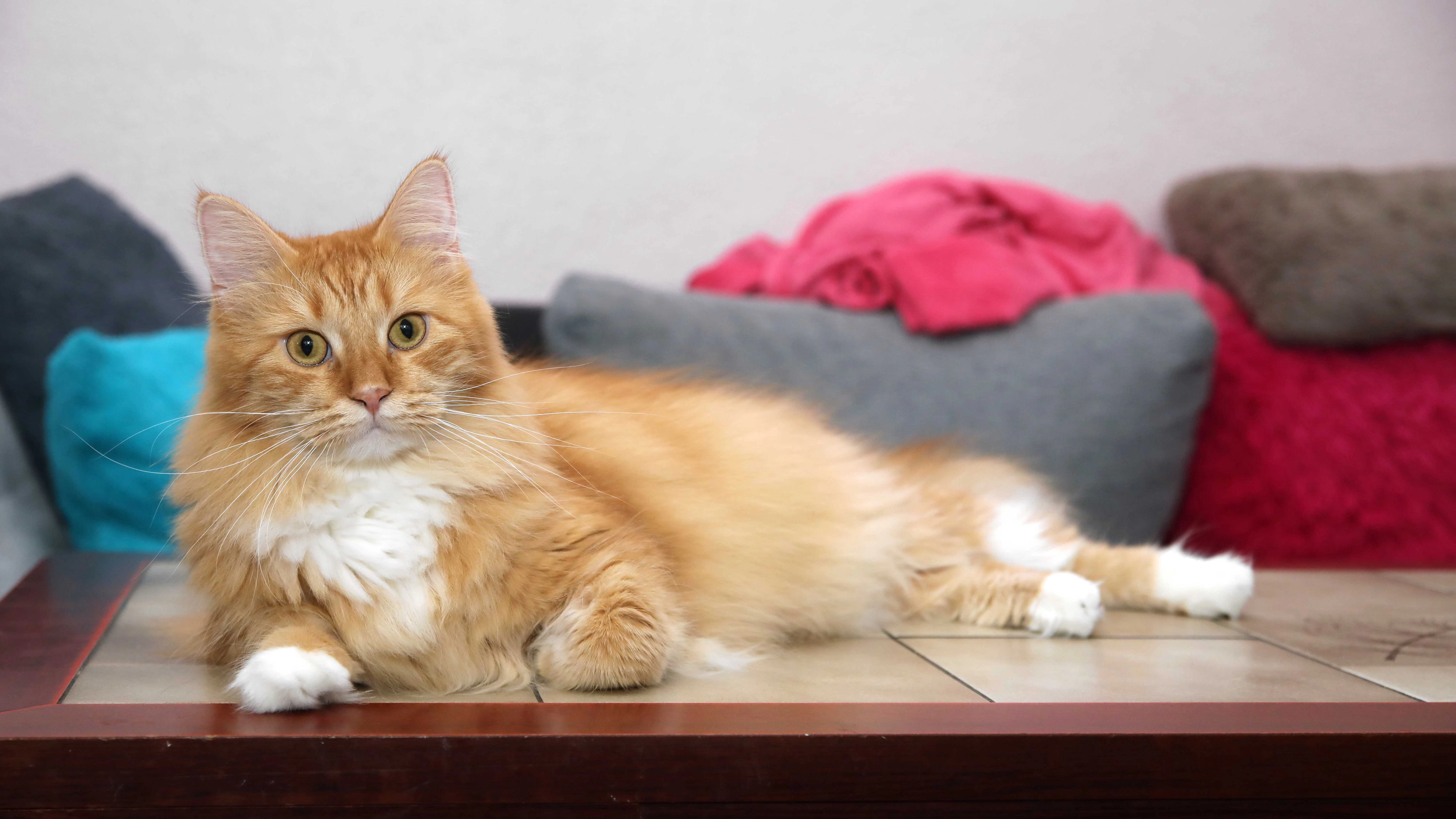 Katze Skylar bleibt allein zurück, sucht in Mallabars Wohnung nach ihrem Spielkameraden.