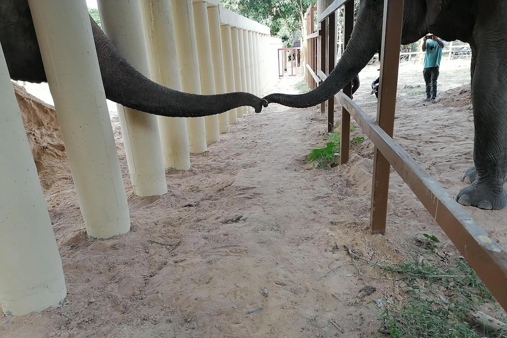 Elefant Kaavan ist nicht mehr einsam