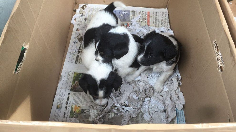 Die Hundewelpen werden unter schwierigen Bedingungen gehalten, sogar direkt aus dem Kofferraum verkauft.