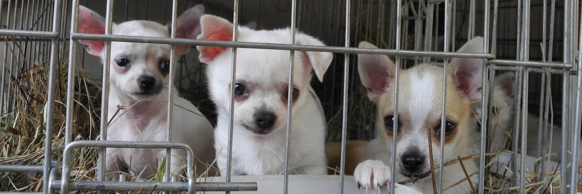 Die Hundewelpen aus dem Ausland werden Tausende Kilometer weit durch ganz Europa gekarrt.