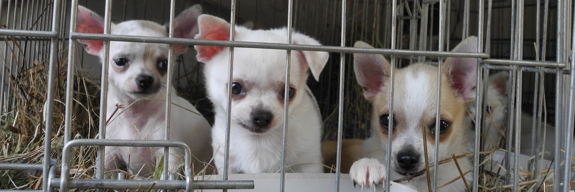 Die Hundewelpen aus dem Ausland werden Tausende Kilometer weit durch ganz Europa gekarrt.