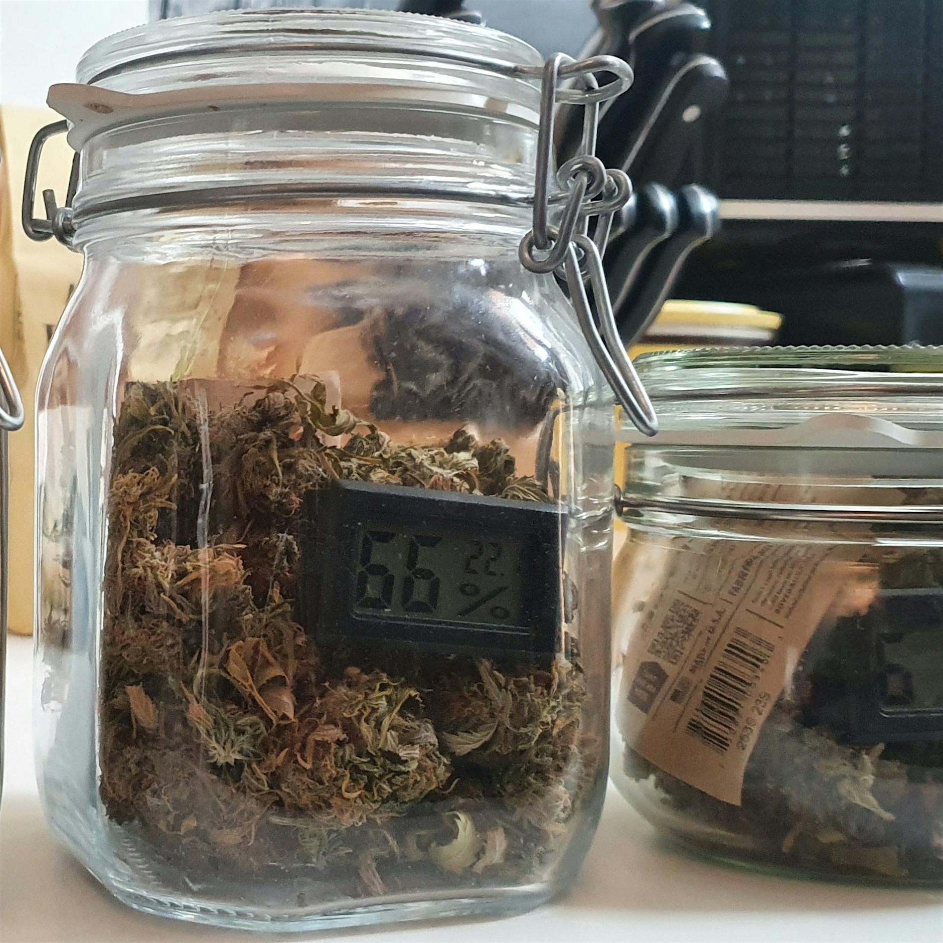 Growing cannabis at home – illegal, but how risky?